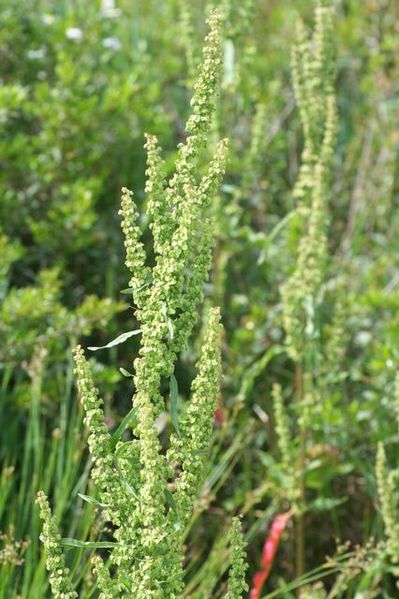 File:Rumex crispus15052006 inflorescence.JPG
