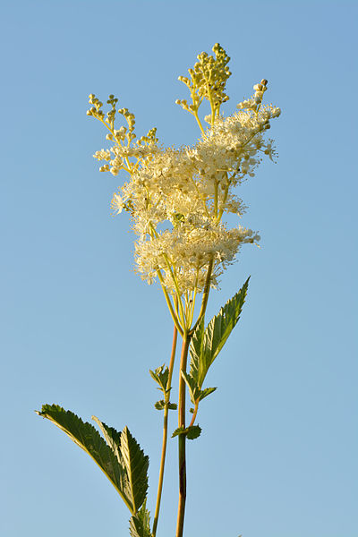 File:Filipendula ulmaria - angervaks.jpg