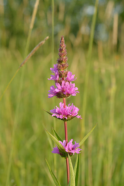 File:Lythrum salicaria - harilik kukesaba.jpg