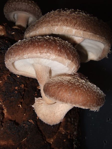 File:Shiitakegrowing.jpg