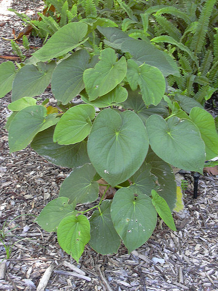 File:Starr 040318-0058 Piper methysticum.jpg