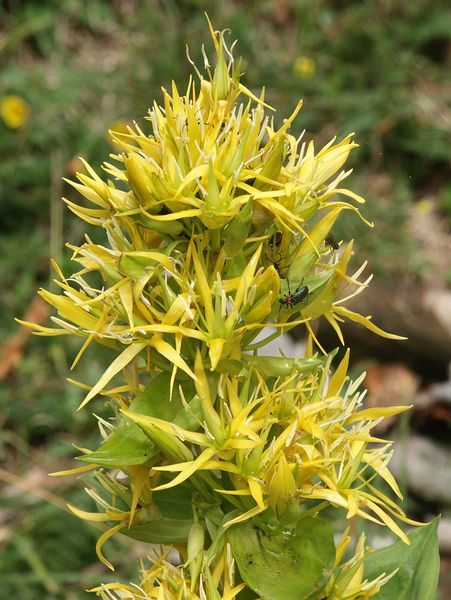 File:Gentiana lutea 230705.jpg