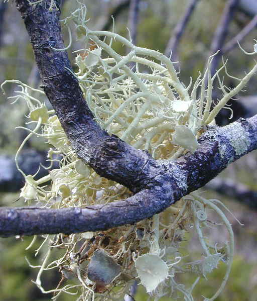 File:Usnea australis.jpg
