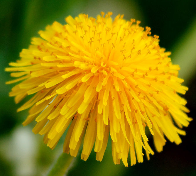 File:Dandelion13.jpg