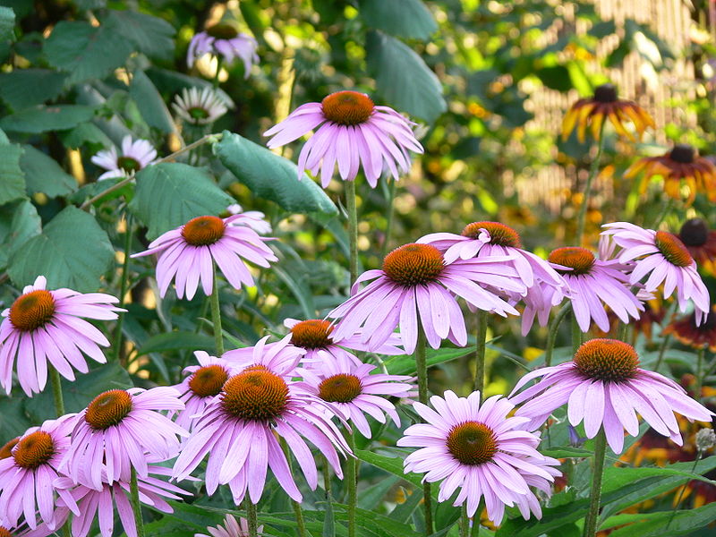 File:Echinacea angustifolia.jpg