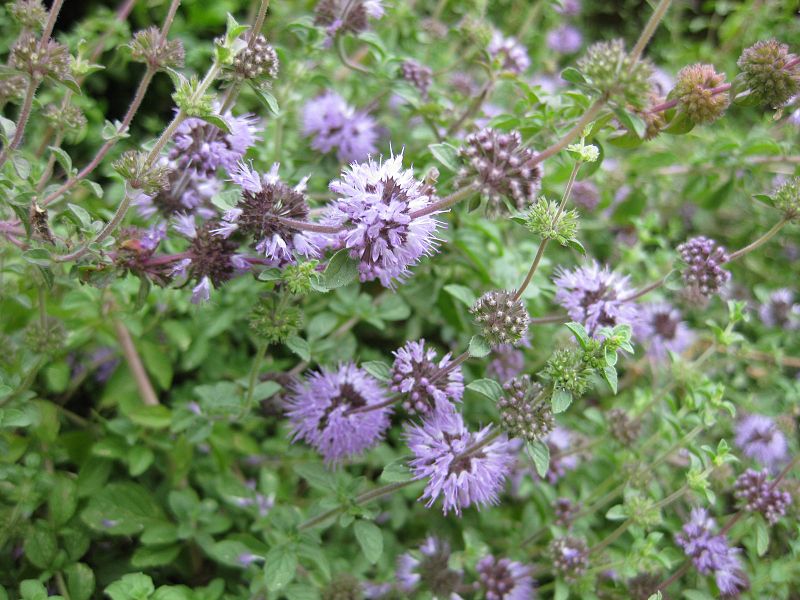 File:Gardenology.org-IMG 2751 rbgs11jan.jpg
