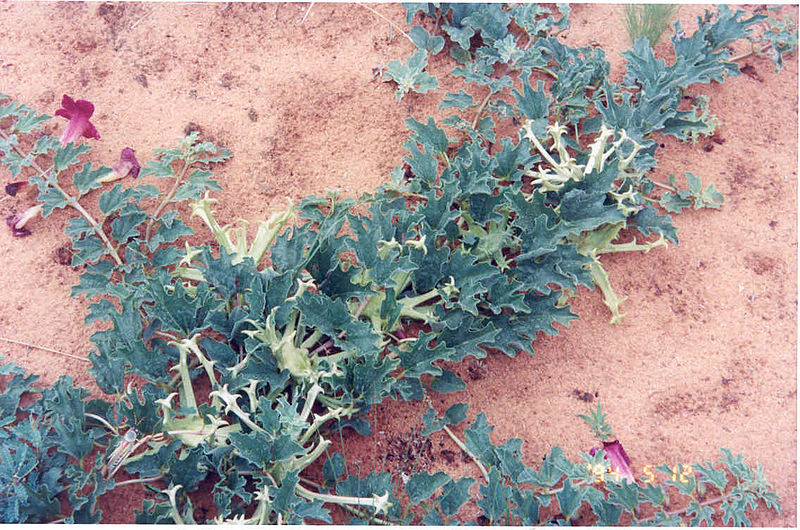 File:Harpagophytum 5.jpg