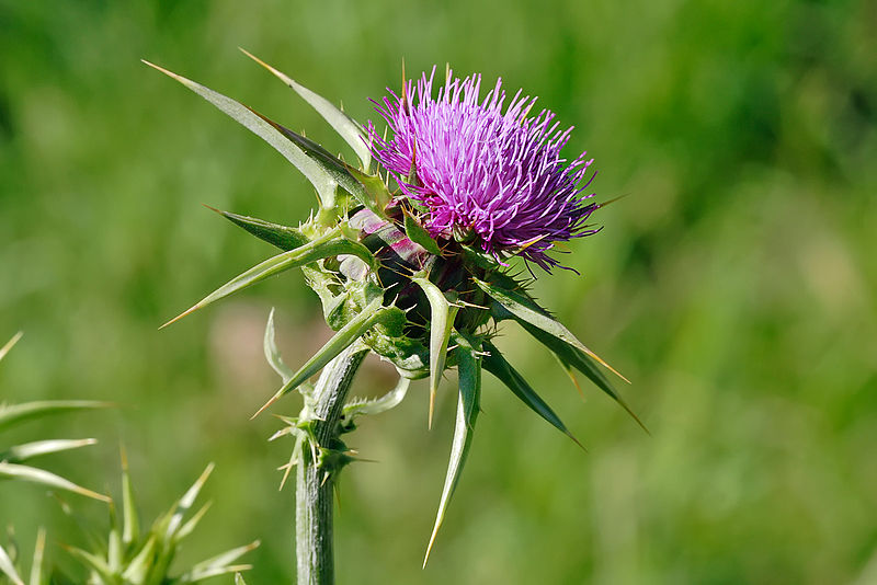 File:Milk thistle flowerhead.jpg