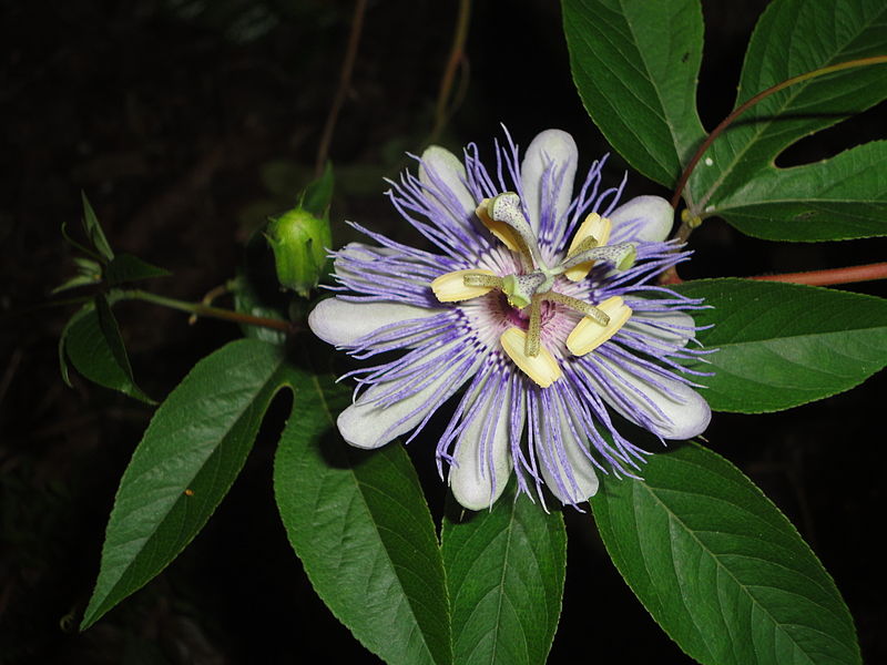 File:Passiflora incarnata flower and bud.jpg