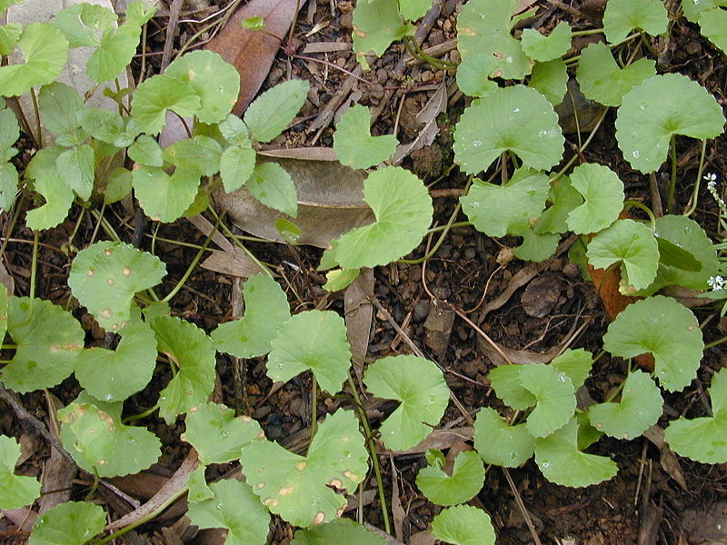 File:Starr 020803-0094 Centella asiatica.jpg