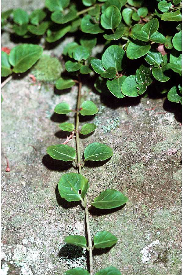 http://upload.wikimedia.org/wikipedia/commons/6/63/Mitchella.repens01.jpg