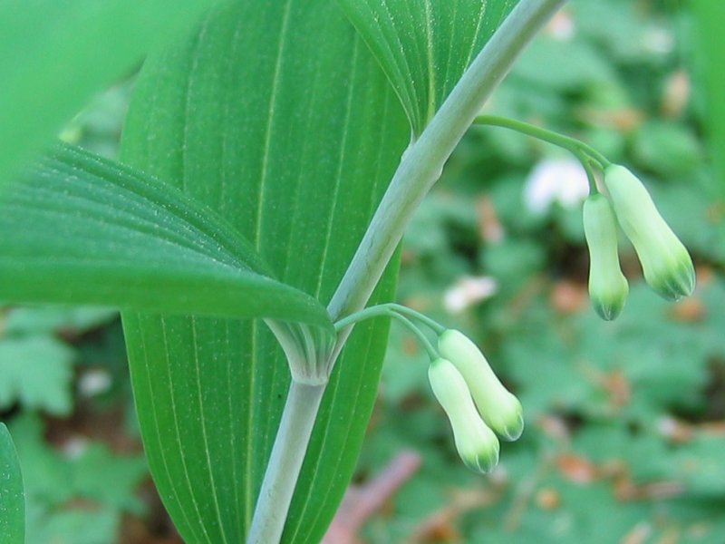 File:Polygonatum multiflorum bluete.jpeg