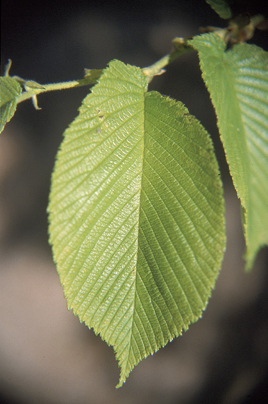 http://upload.wikimedia.org/wikipedia/commons/9/93/Ulmus_rubra_leaf.jpg